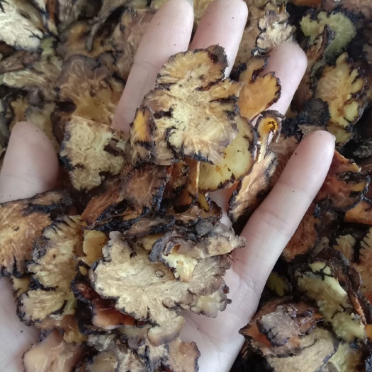 玉林中药材 川芎片 无硫川芎片新货