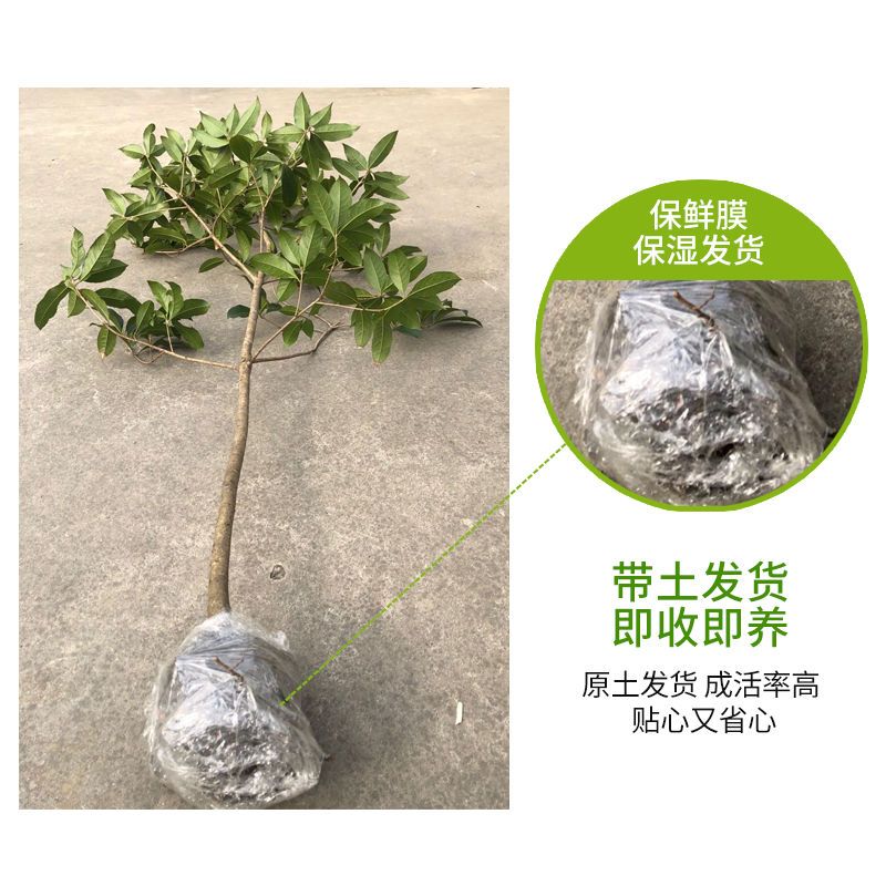 桂花樹苗盆栽四季桂沉香丹桂八月金桂濃香型庭院室內(nèi)植物盆景