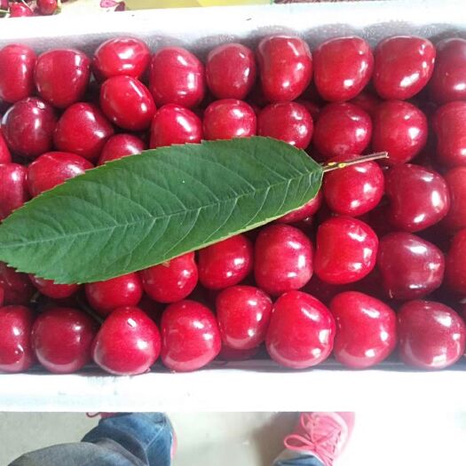 莱西市美早樱桃 精品果