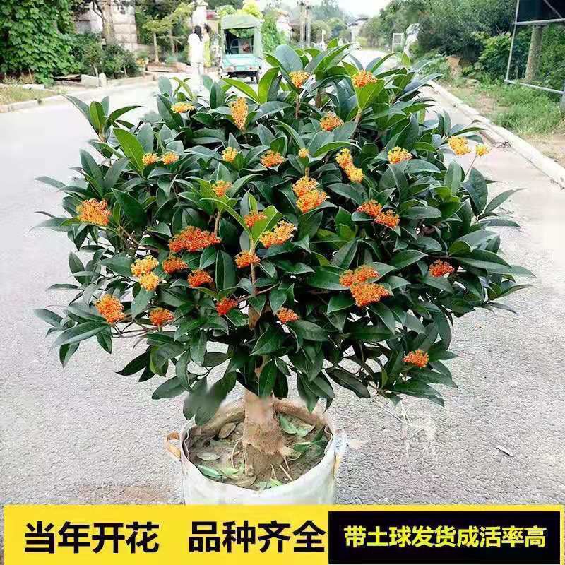 桂花樹苗盆栽四季桂沉香丹桂八月金桂濃香型庭院室內(nèi)植物盆景