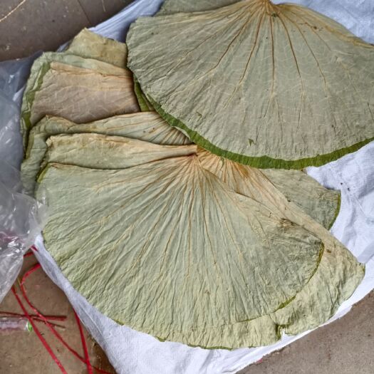 微山县精品干荷叶