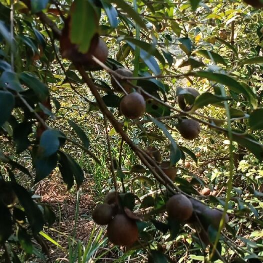 桂林油茶籽