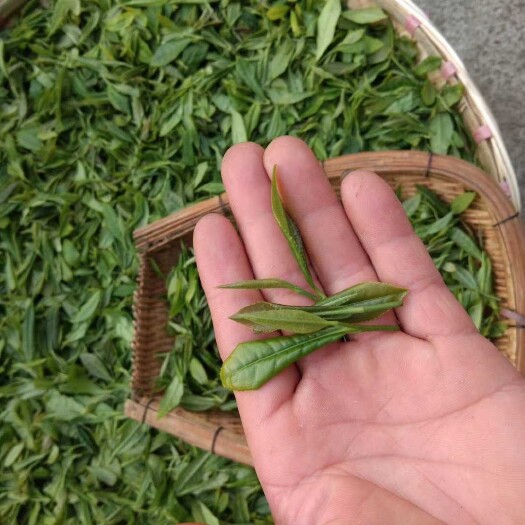 龙里县 新鲜高山纯手工绿茶