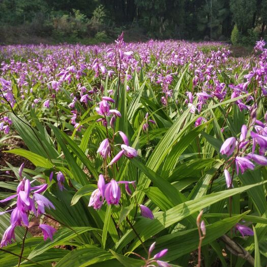 崇阳县 大量3-5年三叉紫花白芨鲜货，白芨苗，供应