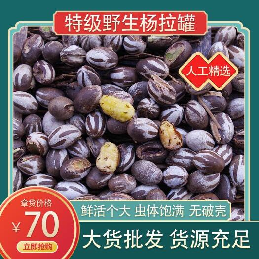 沂水县洋辣子  柴虫，虫，杨辣罐，