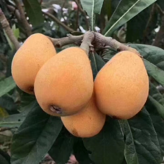 莆田枇杷