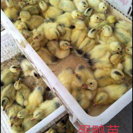 南宁 蛋鸭苗