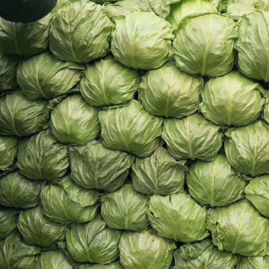 邯郸绿包菜  基地甘蓝菜大量上市可以供应加工厂，超市，市场，出口