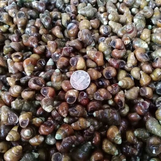 永修县 自然水域淡水螺蛳（1.4筛网过筛）