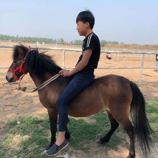 梁山县 骑乘马