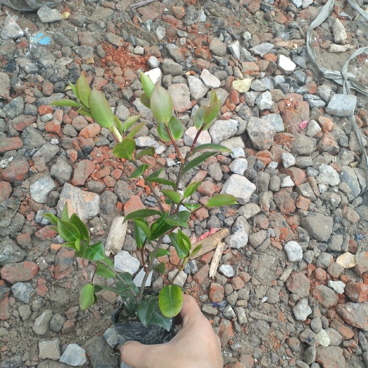 杭州茶梅小杯，茶梅大杯