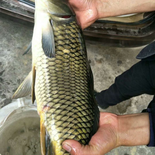 南宁 广西南宁良种鱼苗繁殖场