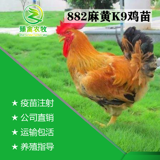 南宁 麻黄纯种882k9鸡苗，出壳包打疫苗，全国运输