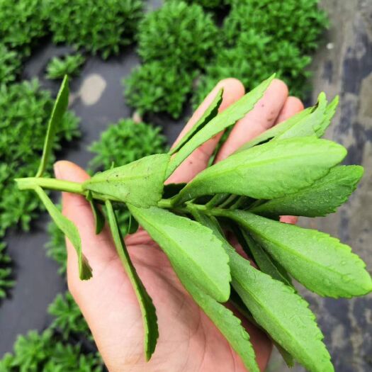 南皮县养心菜，也叫救心菜，高钙菜，学名叫费菜，药用名字叫景天三七，