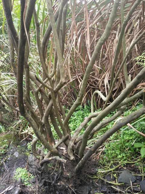 五峰县 杜鹃映山红