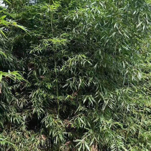 崇州市 金竹