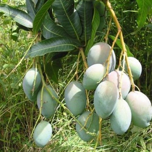 普宁市 芒果树苗嫁接盆栽四季芒果苗特大金煌芒树苗南方北方种植当年结