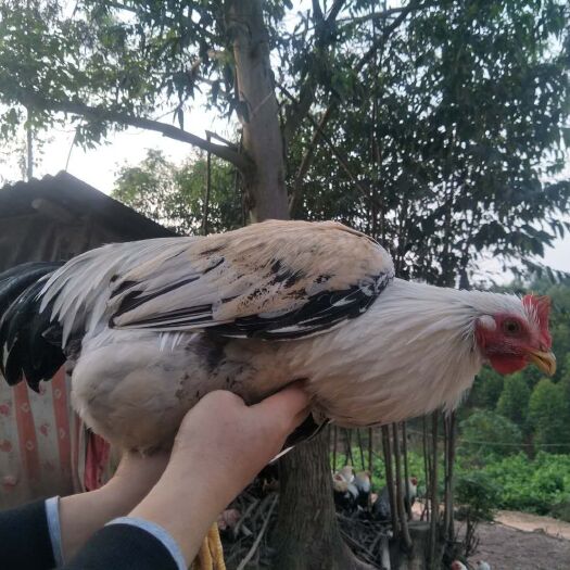 宾阳县 两百天彩凤阎鸡出售