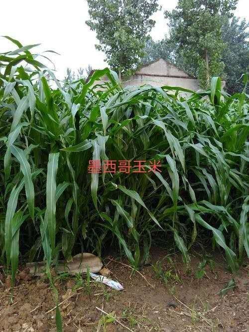 嘉祥县牧草  常年出售墨西哥玉米多年生黑麦草高丹苏丹