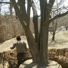 枣庄大金星山楂树苗 山楂树