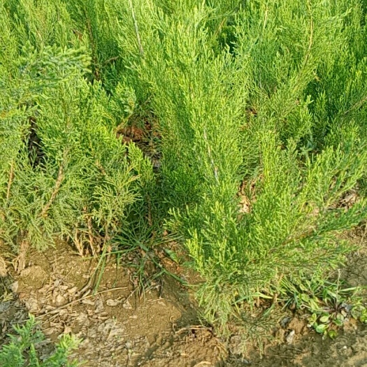 定州市圆枝侧柏 小永侧柏基地供应各种树苗