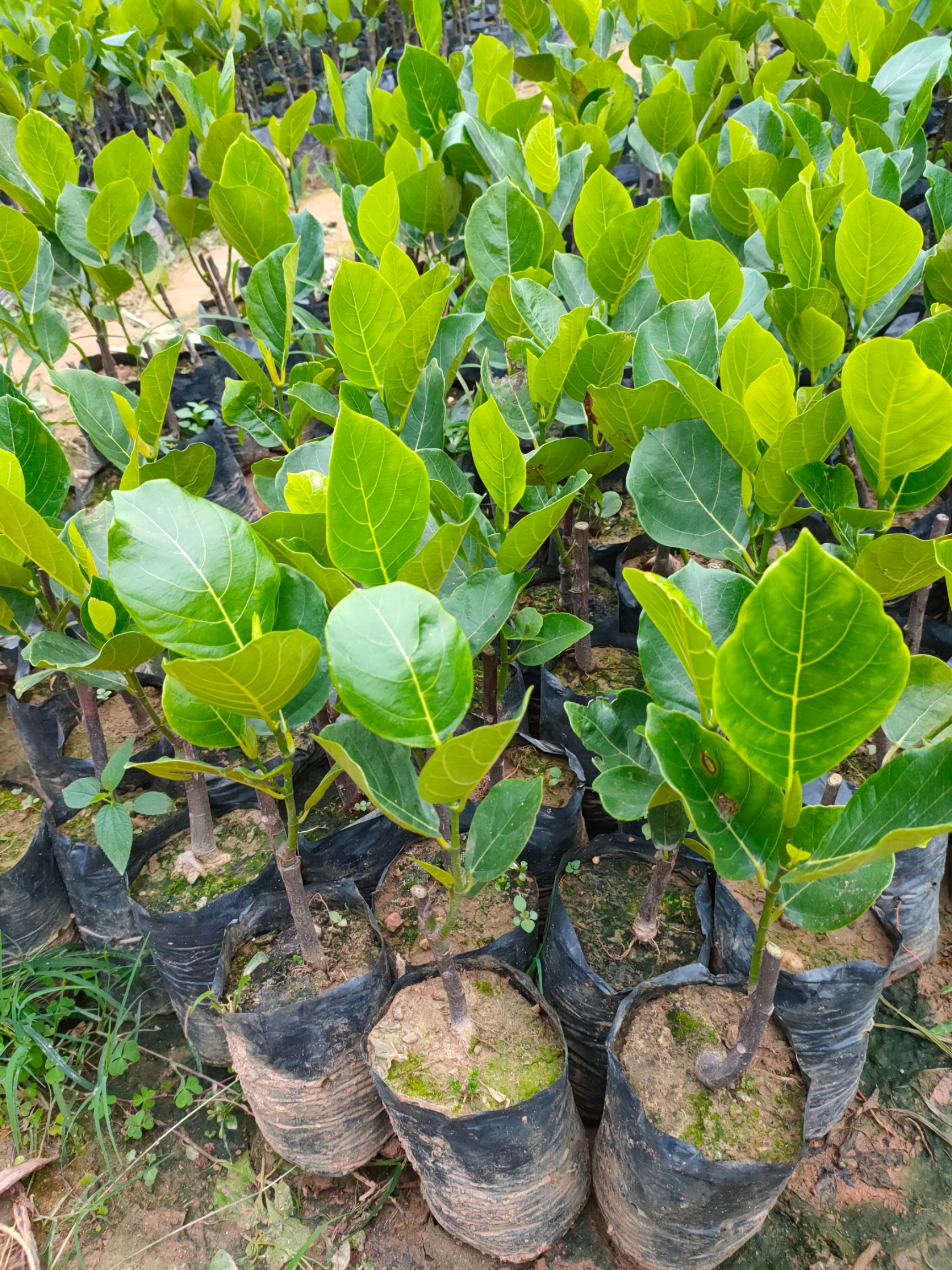 马来西亚一号菠萝蜜苗  海南马来西亚1号