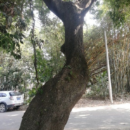 惠东县 70公分朴树，骨架，广东惠州