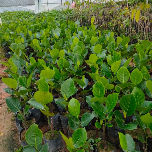 灵山县马来西亚一号菠萝蜜苗  海南马来西亚1号