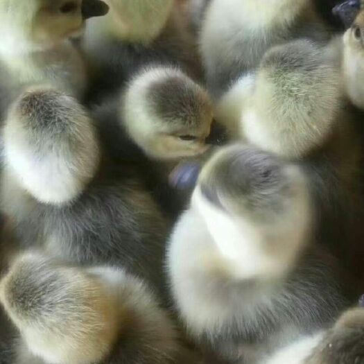 南宁 狮头鹅苗