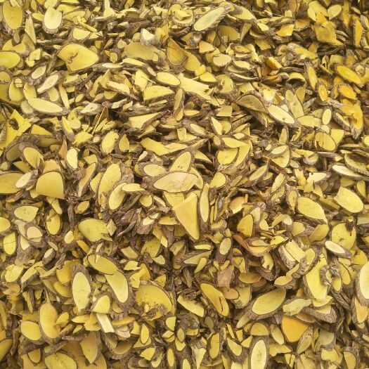 德保县中药材十大功劳 常绿灌木，树形美观。茎直立，表面粗糙。断面黄色。