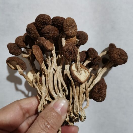 广昌县 茶树菇江西广昌三号茶树菇干货脆嫩精品茶树菇