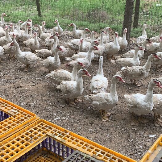 瑞安市 鸭子是好鸭