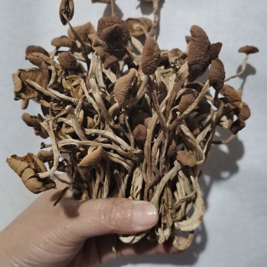 广昌县广昌3号茶树菇  茶树菇江西广昌脆嫩不开伞美味茶树菇