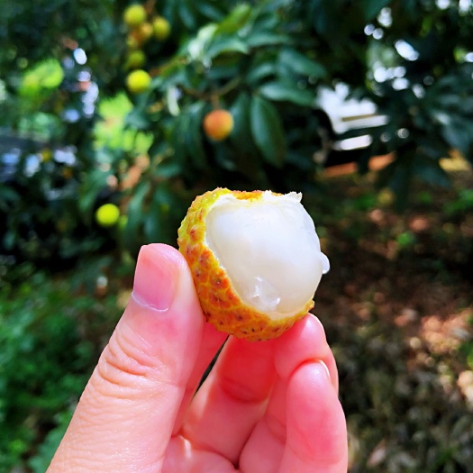 海口妃子笑荔枝  海南荔枝妃子笑，五月发货，基地支出，一件代发