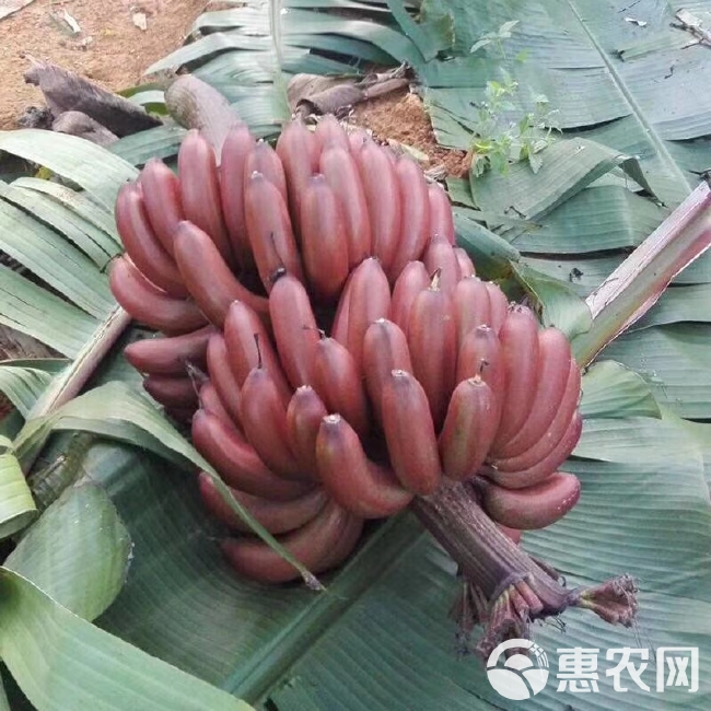  红香蕉