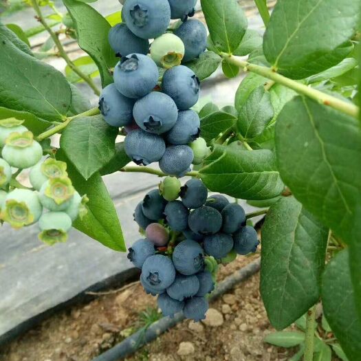 北陆蓝莓  蓝莓北路鲜果12盒14mm以下，辽宁省内三斤