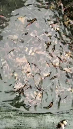黄鳝苗，正大黄鳝苗，长势快，肉质好，无病毒，欢迎各位光临。
