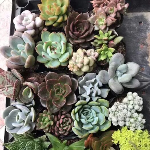 东山县 多肉植物组合套餐带简易盆带土发货盆栽绿植随机30种类包邮