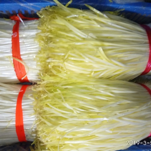 佛山大叶韭黄 头茬 40~50cm