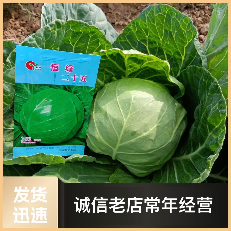 绿甘蓝种子    恒绿25松软甘蓝,北方地区畅销品种