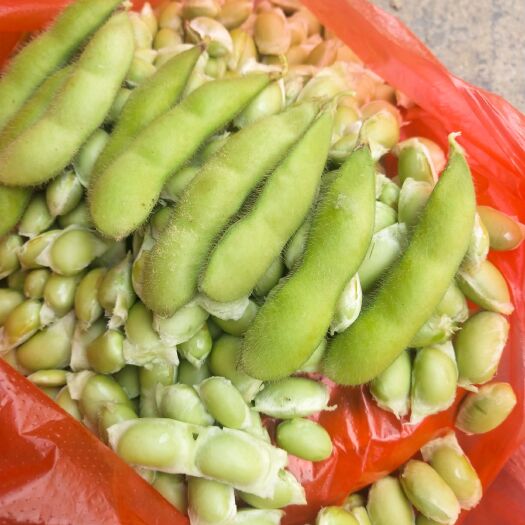 博白县毛豆荚  毛豆，棵立饱满，提供返程车