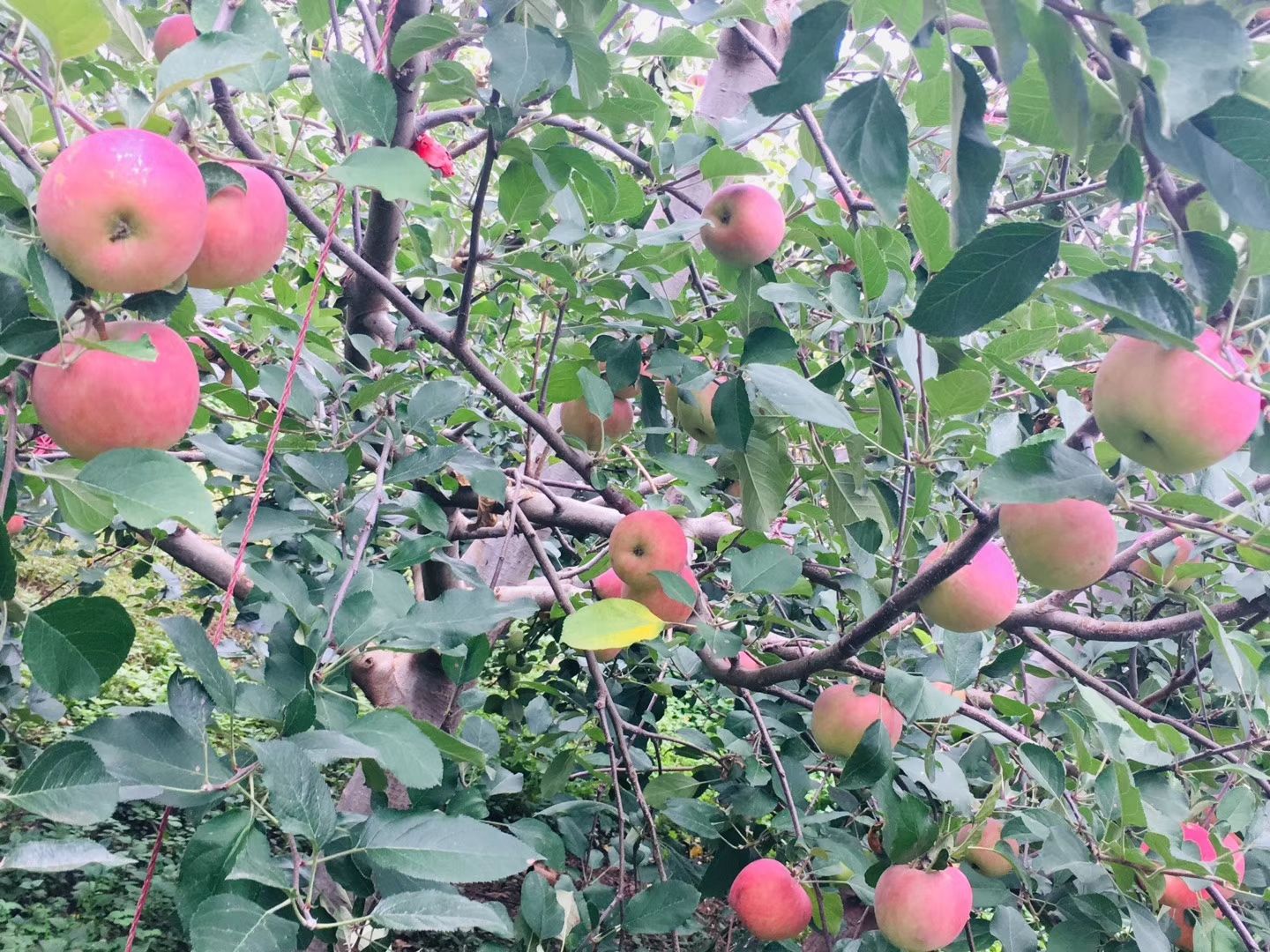  四川大涼山鹽源早熟紅富士，紅將軍蘋果，糖心 脆 甜 汁多