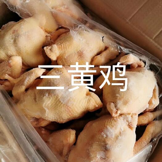 阳谷县三黄鸡土鸡厂家直销诚信经营保证质量大公司手续齐全