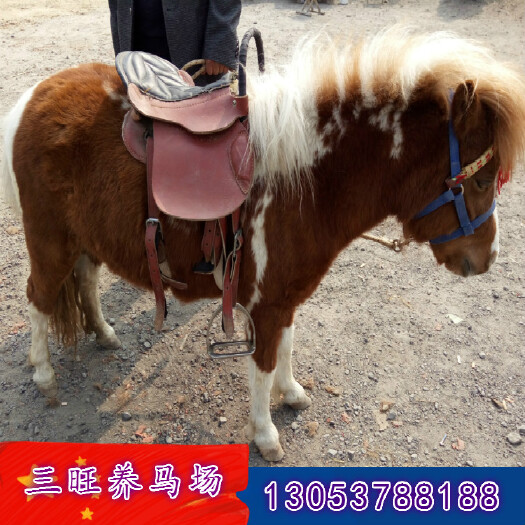 嘉祥县 矮马，设特兰矮马，设特兰矮马活体，宠物马，小矮马，小马驹