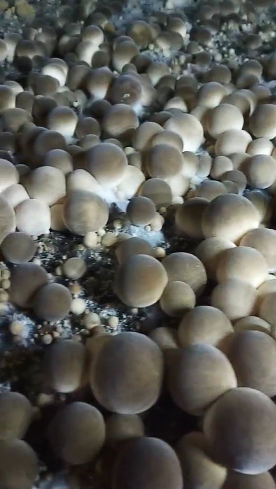 淮北草菇菌种  常年出售草菇栽培种 ，市场价回收盐渍草菇。