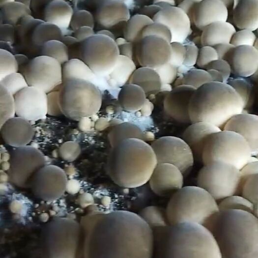 草菇菌种常年出售草菇栽培种、签合同回收统货一斤5元盐水草菇。