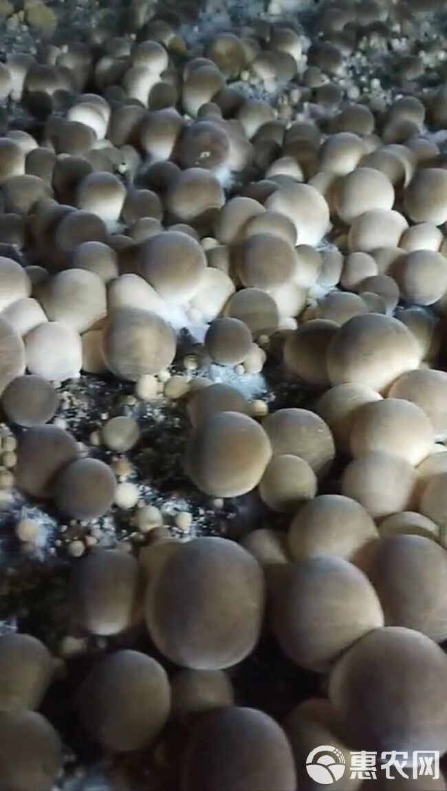 草菇菌种常年出售草菇栽培种5元一斤签合同回收统货盐水草菇。