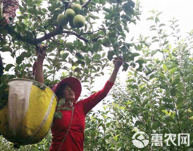  大凉山的青苹果干净、肉质细腻，入口清脆香甜，天生自带一种纯净