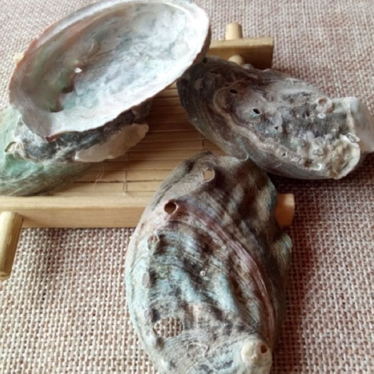 靖西市 鲍鱼壳