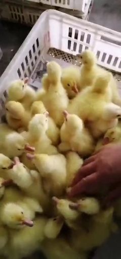 嘉祥县大三花鹅 12斤以上 公 全圈养